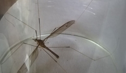 Phát hiện muỗi 'khủng' to như chuồn chuồn kim ở Quảng Bình
