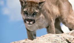 Phút kinh hoàng bố mẹ 'chiến đấu' sư tử núi cứu con trai 6 tuổi bị vồ