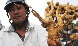 Gốc đinh lăng 62 năm tuổi ở Hà Nội có giá bạc triệu