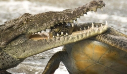 Xem cá sấu hung hãn xơi tái rùa biển 'khủng' 