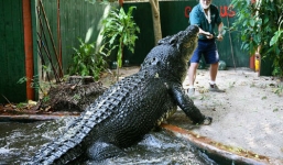 Gần 30 năm sống chung nhà với con cá sấu lớn nhất thế giới