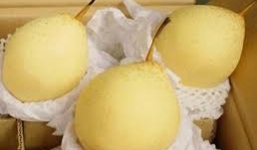 Lê Trung Quốc để 5 tháng vẫn tươi: Khó tìm ra nguyên nhân