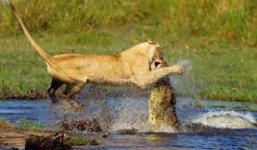 Xem sư tử lao xuống đầm lầy xẻ thịt cá sấu
