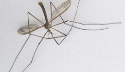 Muỗi khổng lồ ở Quảng Bình là loài ruồi 'si tình'?