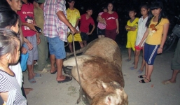 Bò 'điên' sổng chuồng hung dữ húc nhiều người bị thương