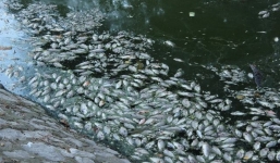 Hà Nội: Cá chết trắng hồ Thiền Quang