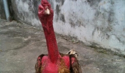 Chiến kê Xám Thần: Gà chọi bạc tỷ số 1 đất Bắc