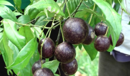 Bộ Y tế cảnh báo: Quả hồng trâu gây chết người, tuyệt đối không ăn