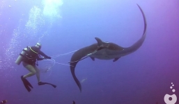 Cá đuối khổng lồ hơn 2 tấn mắc lưới cầu cứu thợ lặn giữa đại dương