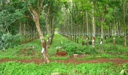 Cô gái vấp ngã trong vườn cao su bị hiếp dâm tập thể