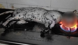 Chàng trai gây phẫn nộ vì nướng mèo trên bếp gas