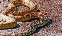 Xem hổ mang cực độc nuốt chửng rắn hổ mang chúa