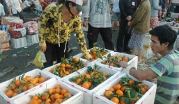 Nhập nhèm thị trường trái cây