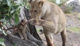 Báo đốm hung hãn giết thịt khỉ mẹ rồi âu yếm khỉ con