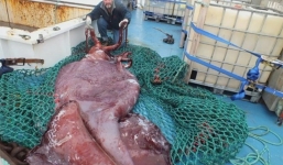 Bắt được 'quái vật' mực khổng lồ nặng hơn 300kg