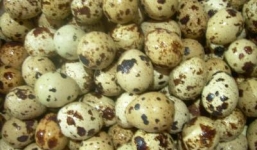 Những lợi ích 'vàng' từ trứng chim cút