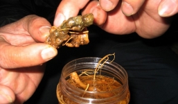 Những đại gia sâm trên đỉnh Măng Lùng