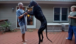 Chú chó cao nhất thế giới qua đời khi chuẩn bị đón sinh nhật lần 6