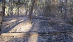 Hạt phó kiểm lâm hy sinh sau khi dập lửa cứu rừng