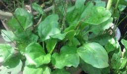 Bài thuốc chữa bách bệnh từ cây mã đề