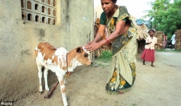 Chú bê 3 mắt được tôn sùng như vị thần ở Ấn Độ