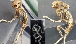 Phát hiện bộ xương sinh vật lạ giống quái vật ngoài hành tinh