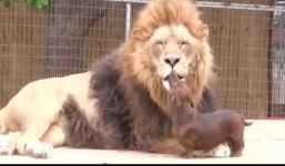 Choáng với chú cún thản nhiên vuốt râu sư tử