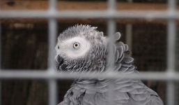 Những thú cưng bỗng nổi tiếng vì biết nói tiếng người