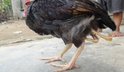 Gà 4 chân kỳ lạ tại Hà Tĩnh