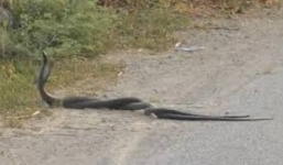 Kỳ lạ: Đôi rắn độc xoắn quẩy giữa đường