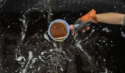 Làm thế nào để không mua phải dầu ăn từ nước cống rãnh?