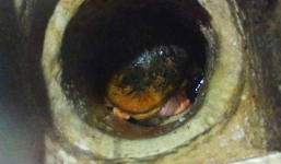 Nữ sinh bỏ rơi con vừa mới sinh trong toilet