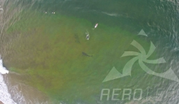 Thót tim khoảnh khắc cá mập khổng lồ bơi quanh mà không biết