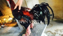 Đổi cặp gà Đông Tảo đuôi chúa lấy xe Honda PCX