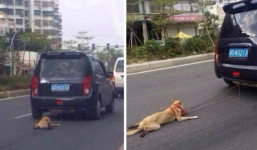 Phẫn nộ cảnh kéo lê chú chó trên đường đằng sau ôtô