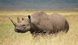 Hơn 1.000 cá thể tê giác bị giết hại vào năm 2013