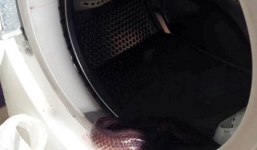 TPHCM: Hoảng hồn phát hiện rắn hổ trong máy giặt