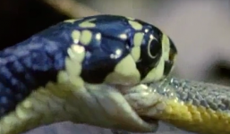 Rùng mình xem rắn hổ chúa nuốt chửng đồng loại