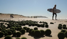 Hoang mang hàng ngàn 'trứng xanh' khổng lồ dạt vào bờ biển