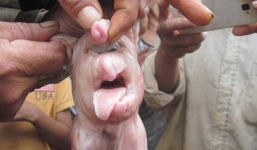 Hàng trăm người kéo đi xem lợn đẻ ra voi ở Đắk Lắk