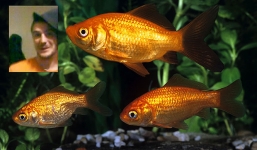 Giết 5 con cá vàng để trả thù người yêu cũ