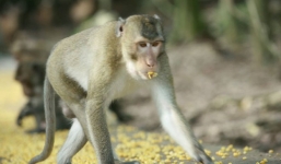 2.000 con khỉ quậy tung khu du lịch Đầm Long