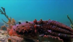 Xem mực khổng lồ thôi miên con mồi rồi đớp gọn