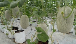 Nông trại vui vẻ - cơn sốt từ game đến thực tế