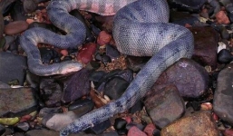 Tận mục loài rắn có mỏ độc nhất hành tinh giết người bằng một nhát cắn