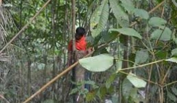 Phát hiện mẹ cùng con trai 2 tuổi treo cổ giữa rừng