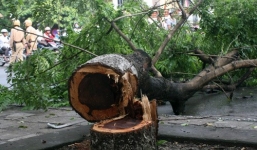Hà Nội phạt nặng nhóm cưa trộm gỗ Sưa đỏ ở chùa Đống Ông
