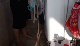 Rắn hổ tự leo cầu thang, bò vào máy giặt ở TP.HCM