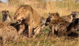 Xem sư tử già đoạt mạng con mồi trong tích tắc