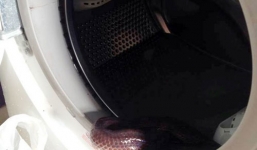 Video: Rắn hổ chui vào máy giặt ở Sài Gòn 